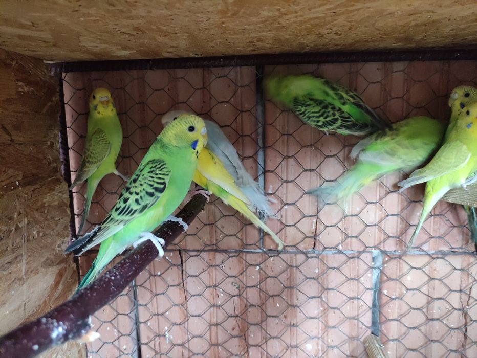 Papagali Perusi tineri