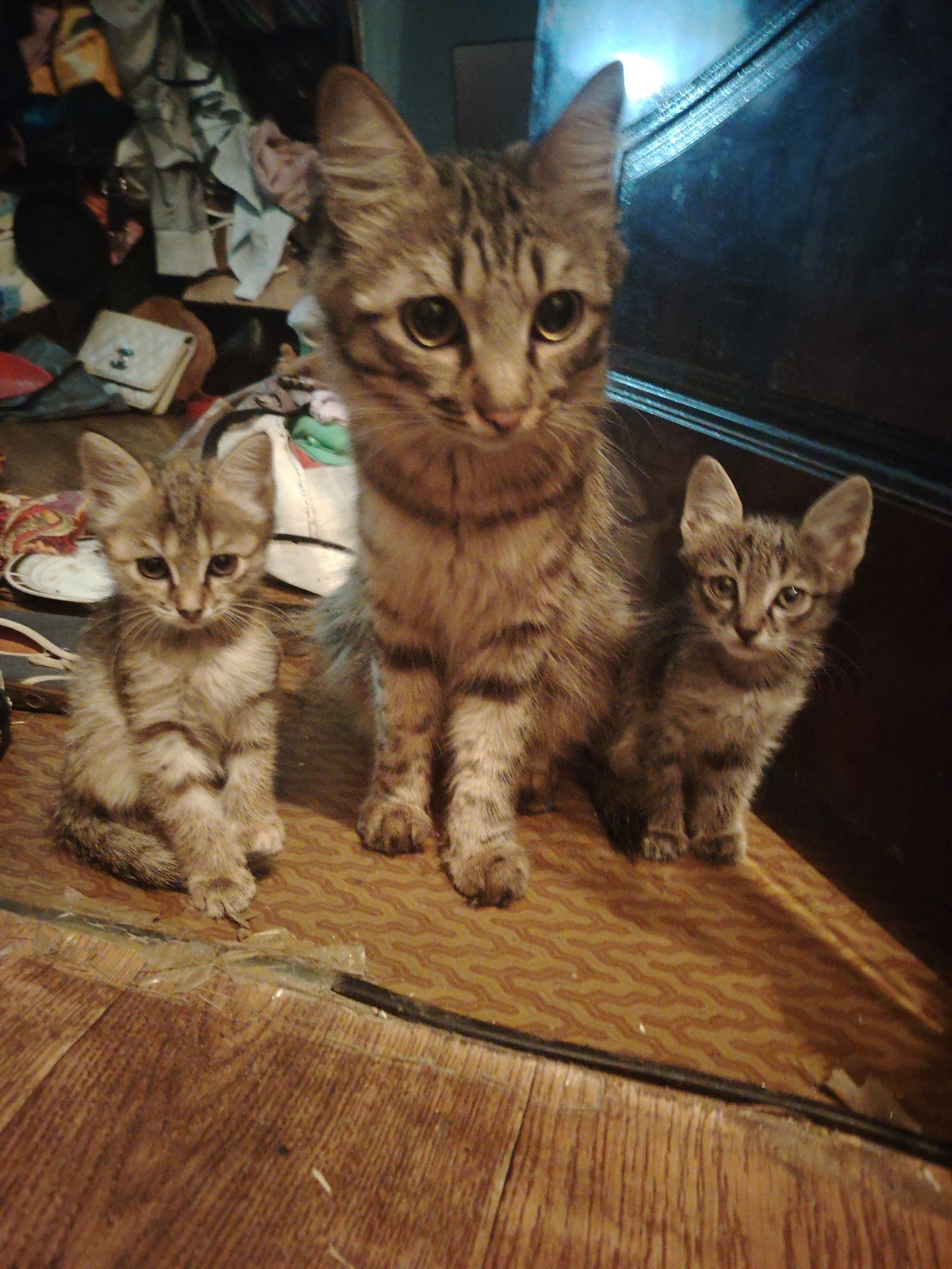Отдам котят в хорошие руки