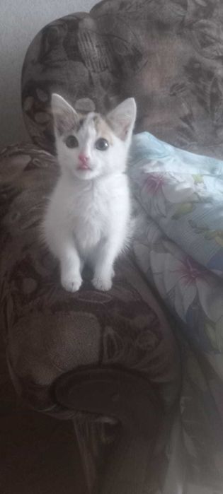 Котенок ищет дом