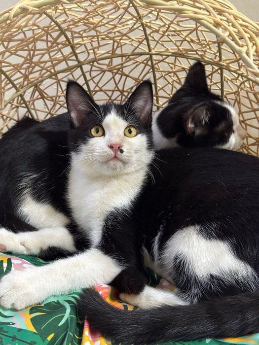 Котики бесплатно даром