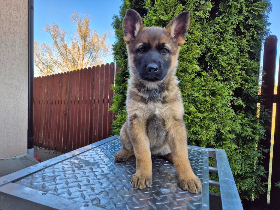 Ciobănesc German cu pedigree