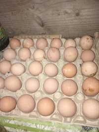 Ofer spre vânzare oua de bibilica pt incubare și consum