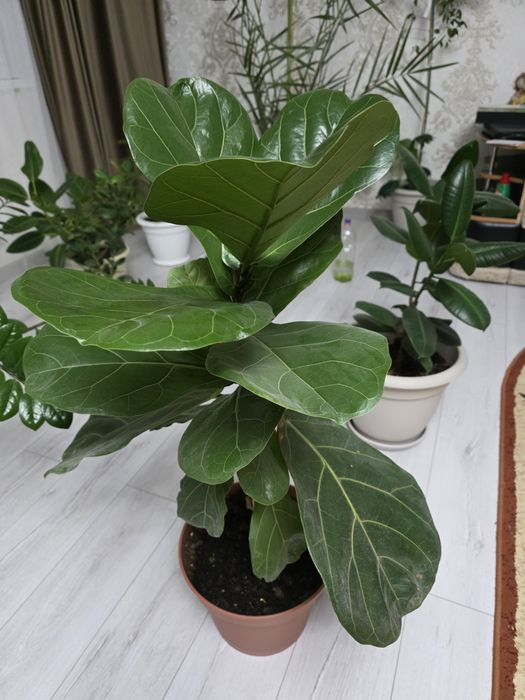 Продам комнатные цветы