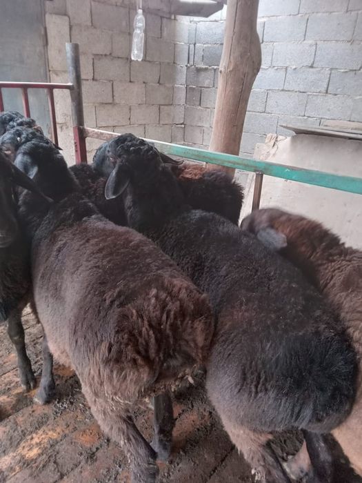 Қошқарлар сатылады.