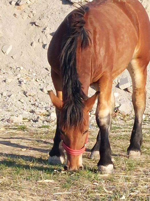 Vand mânza murga de noua  luni