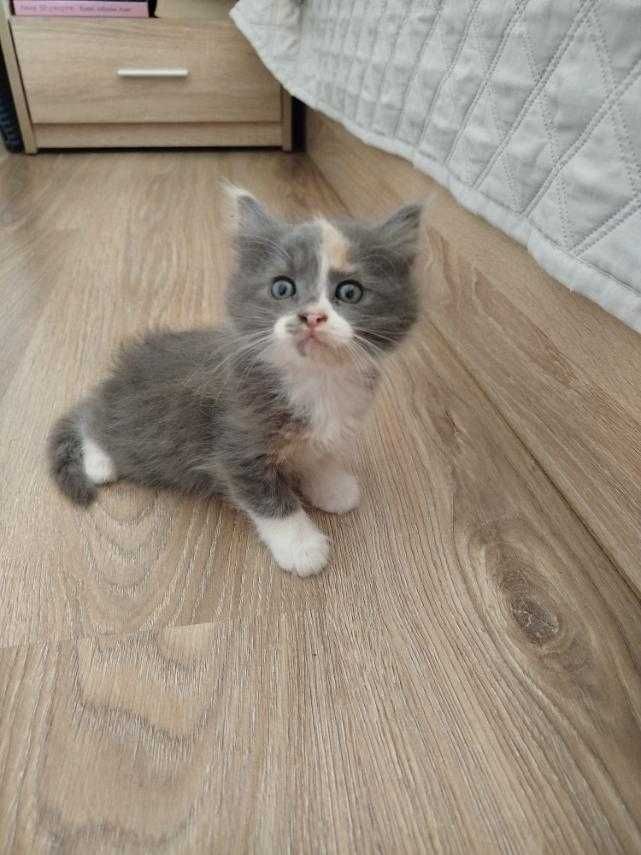 Подарям мъжко   котенце.
