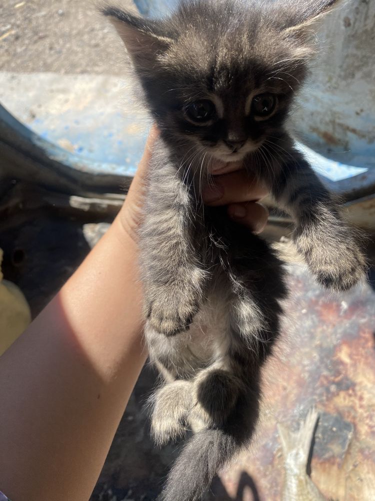 Котятаа хорошиее