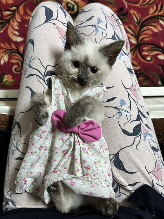 Котята бесплатно . Город Талдыкорган