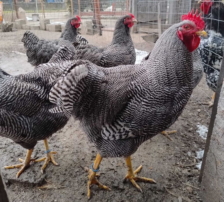 cocos de 5 luni Plymouth Rock Barat