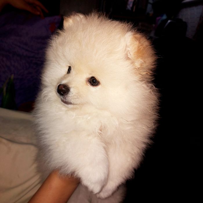 Щенок породы шпиц