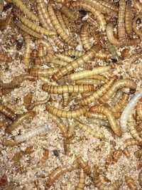 Viermi de faina/Mealworms, Super viermi /Superworms (hrana pt reptile)