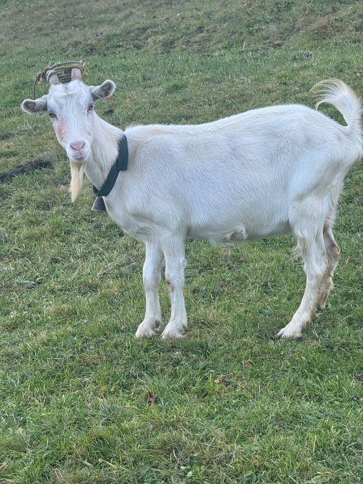 Capra buna de lapte gestanta
