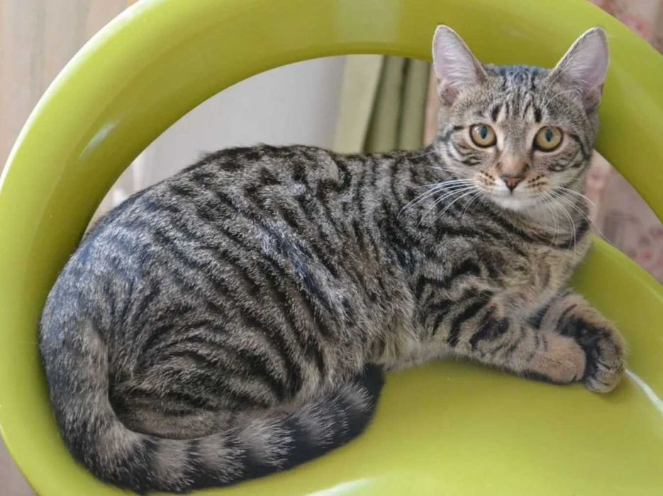 Домашняя кошечка