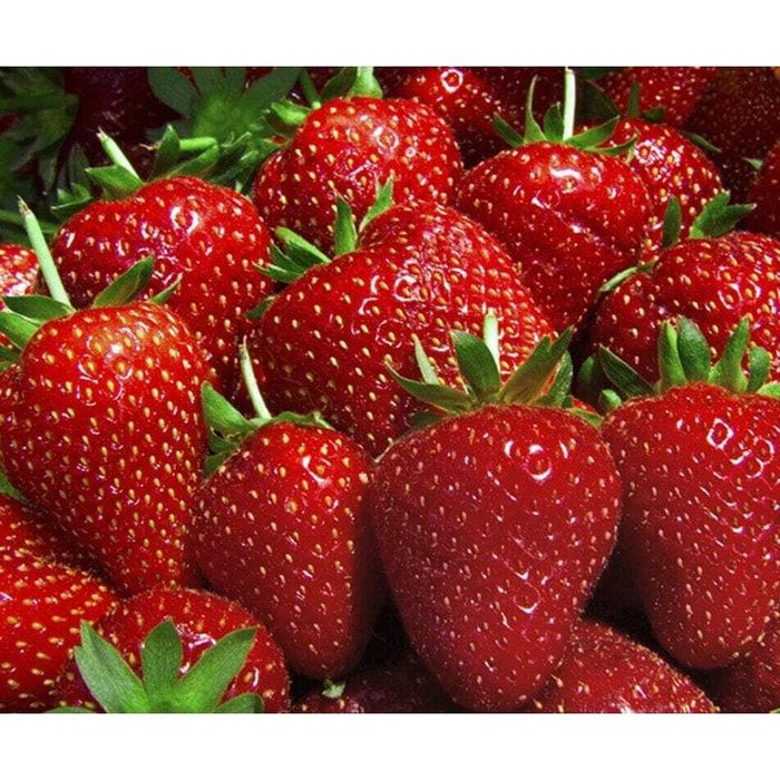 Qulupnay kõchatlar sotiladi/ Qulupnay/ Клубника рассады