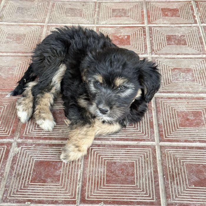 Отдам щенят в добрые руки