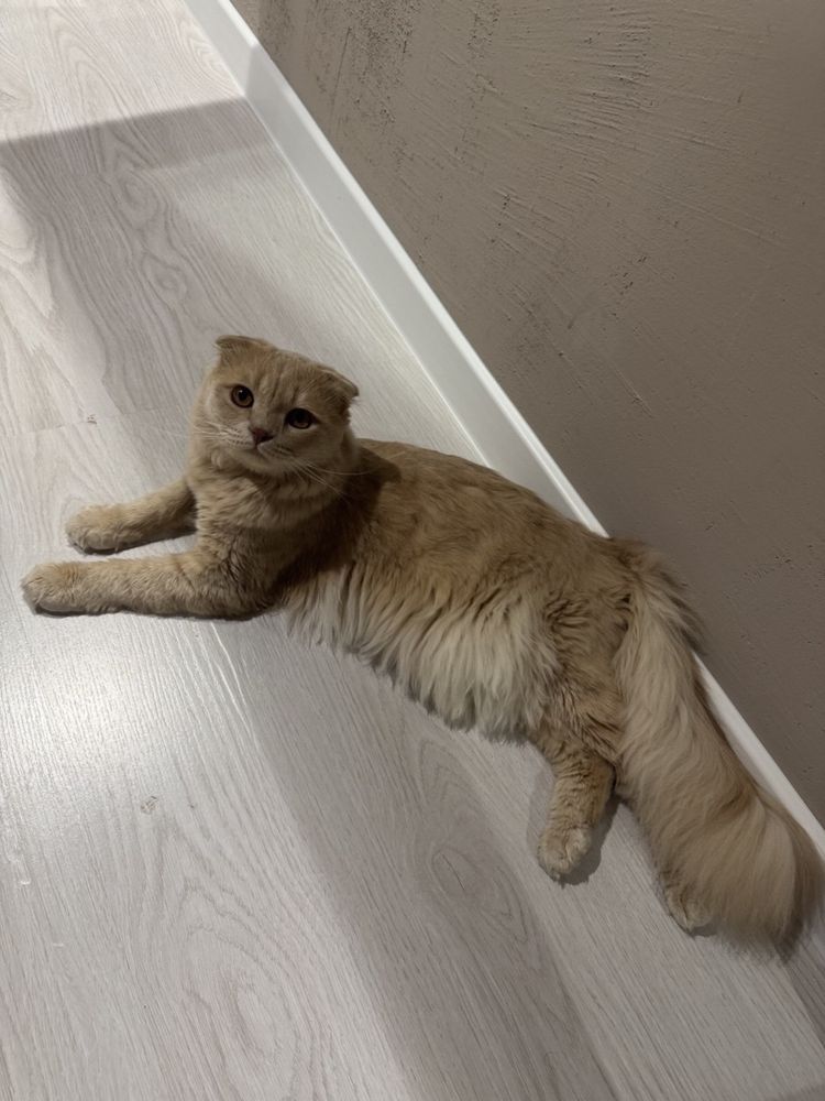 Кот на вязку висло ухий