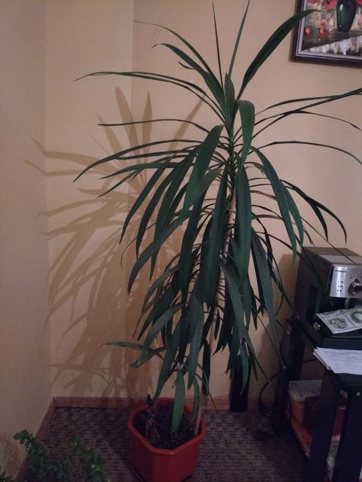 Цвете не знам какъв вид :)