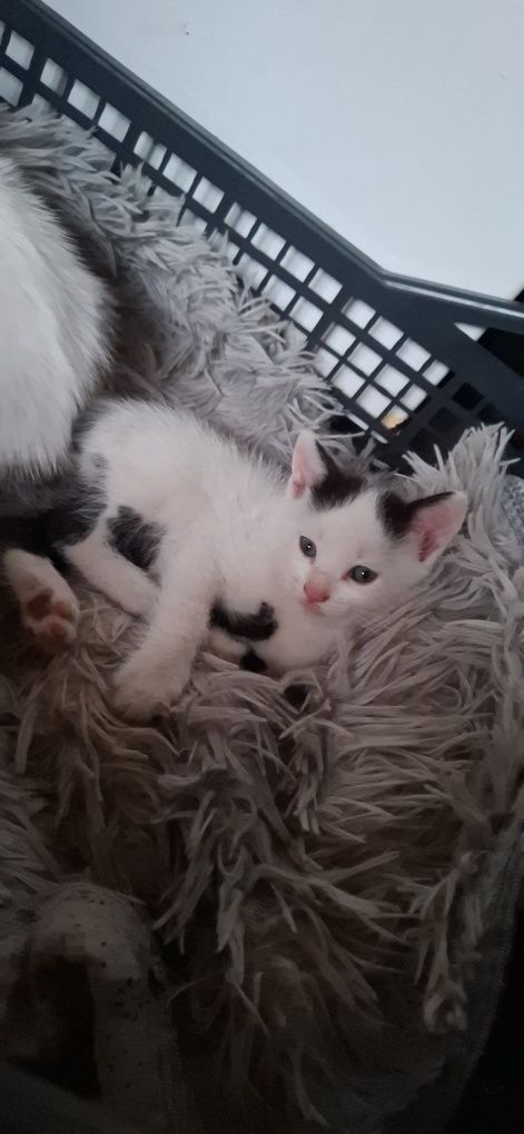 Donez mama- pisica cu pisoi.