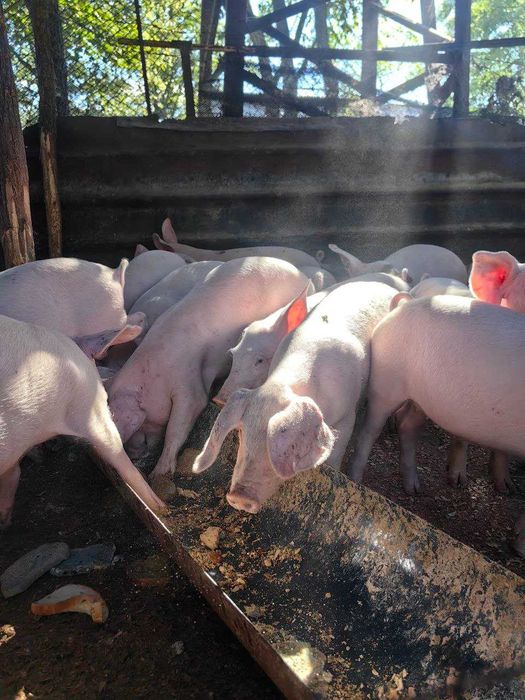 Продавам малки прасета за угояване – 15 до 40 кг