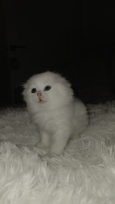 Вислоухая кошечка