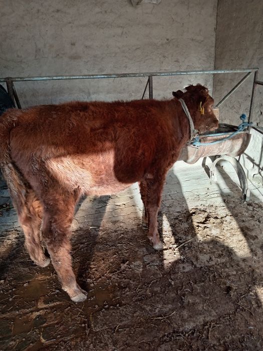 9 oylik g'unajin yeb ichishib yaxwi sog'lom mol