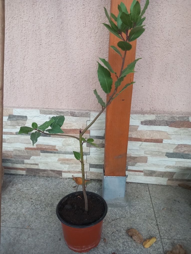 Dafin - planta aromatica perena