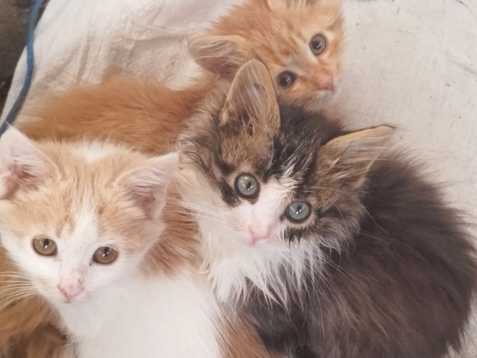 Подарявам котенца