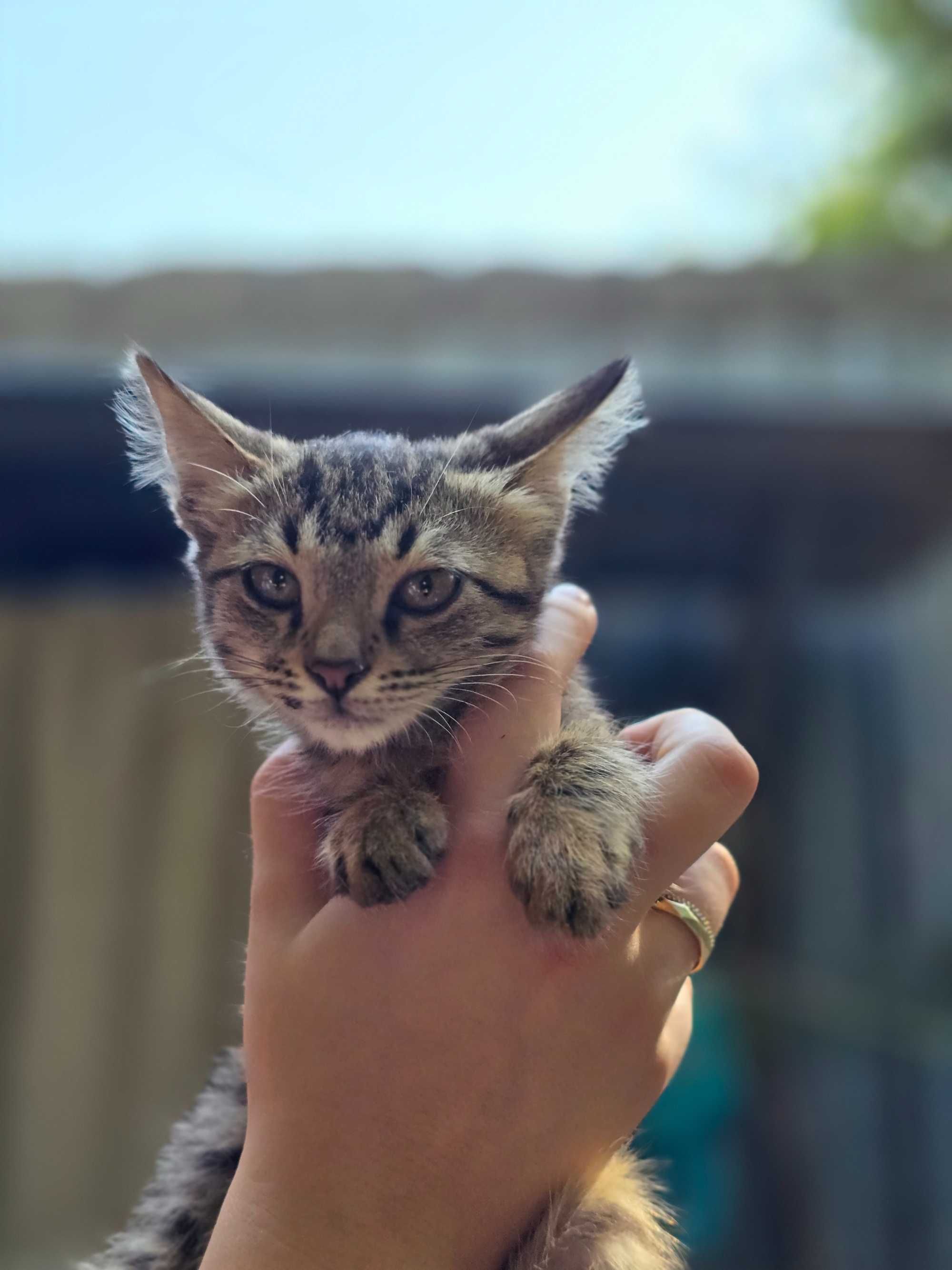 Котёнок, девочка, 2-3 месяца