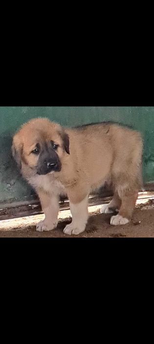 Продавам мъжко кученце