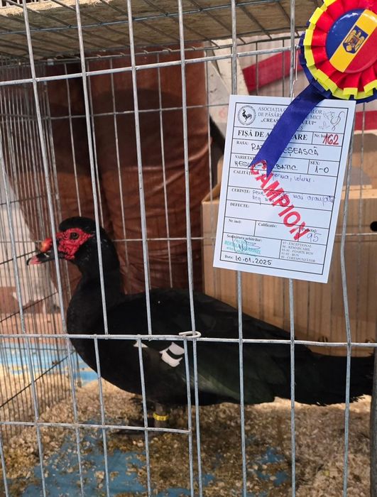 Rațe Lesesti / Mute