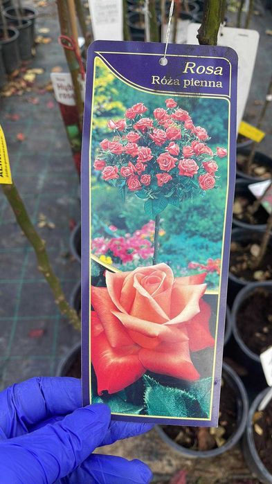 Trandafiri copac inaltime 100-120cm