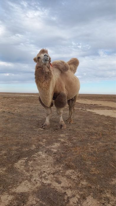 7 жасар бура сатылады