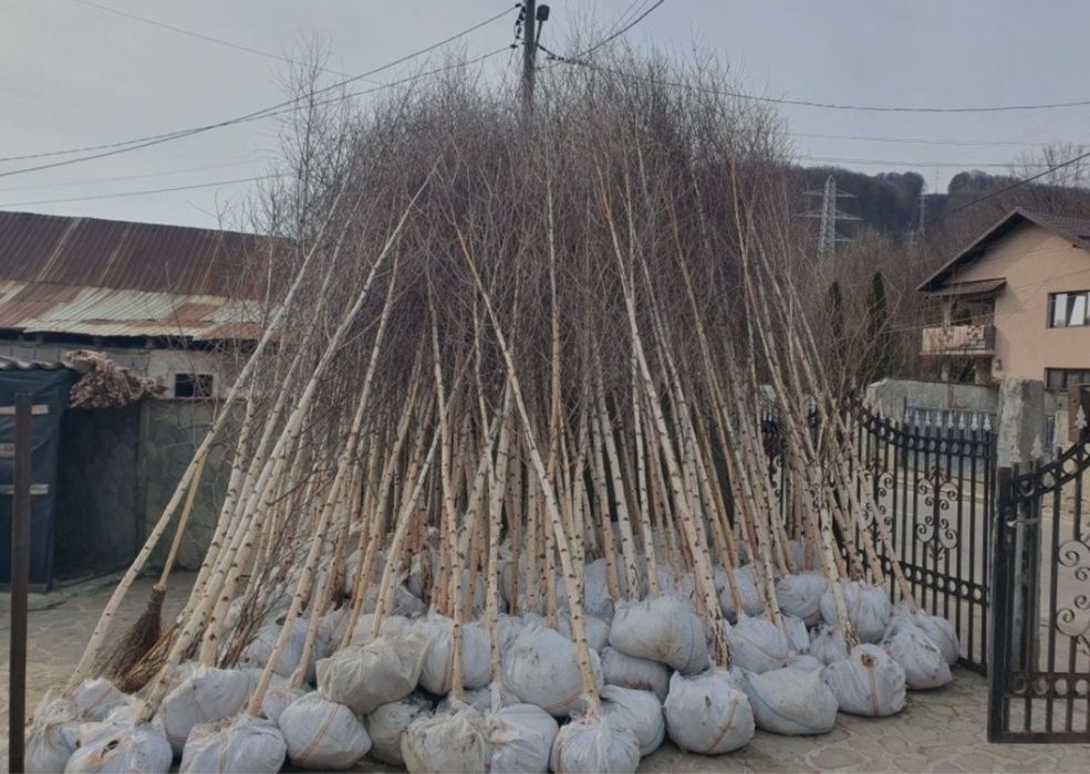 Vand copacii ornamentali la pret minim garantat oriunde in tara
