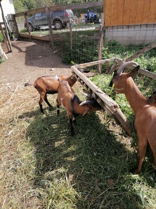 Capre alpina franceza