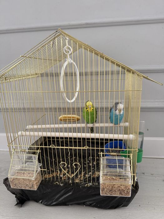 Продаются 2 попугая