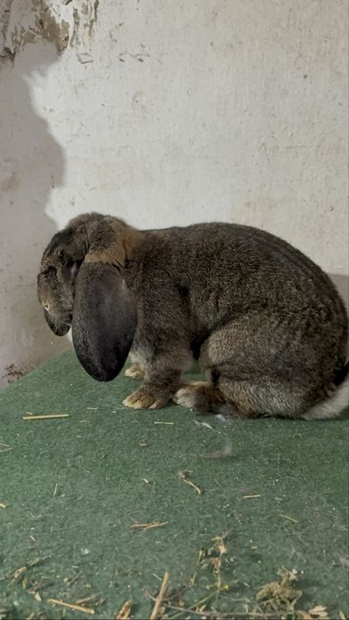 Vand femela de berbec german