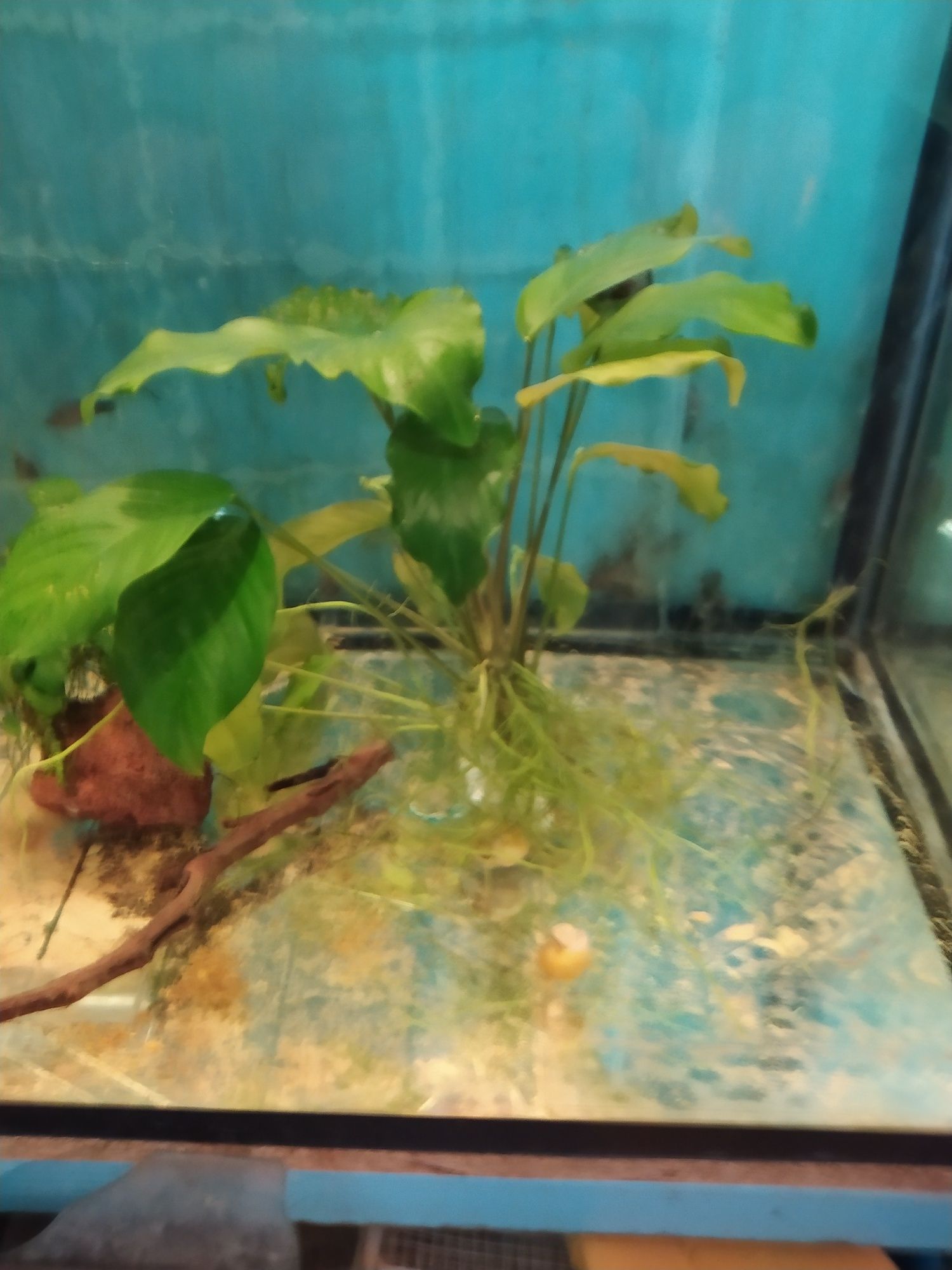 Анубиас из своего аквариума