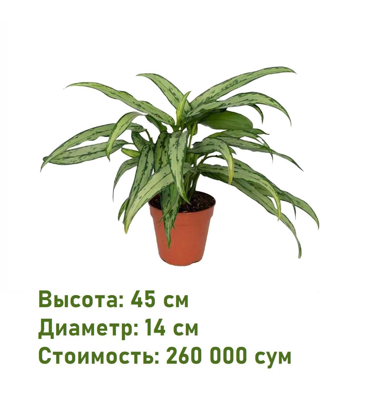 Комнатное растение - (Aglaonema) - Голландская Аглаонема