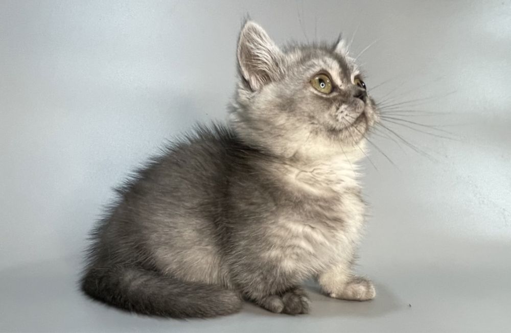 Продажа,порода манчкины.