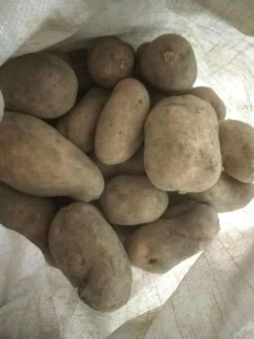 Картошка белая и красная