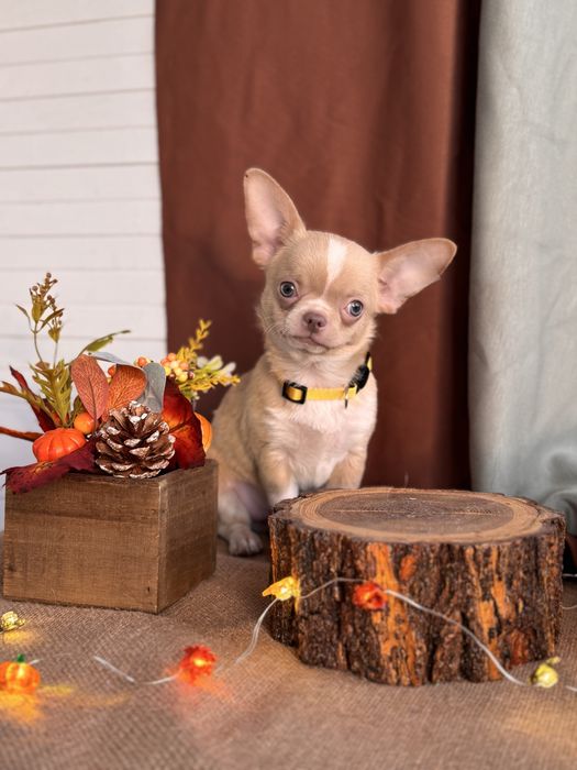 Продается щенок чихуахуа