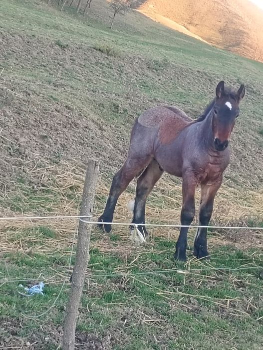 Vând manz de 4 luni