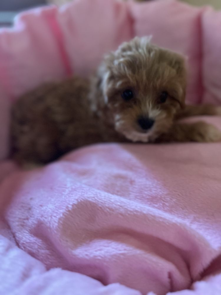 Fetita Maltipoo red
