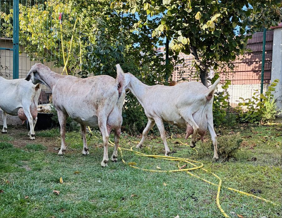 Capra metis 75%  Anglonubian 25% Saanen
