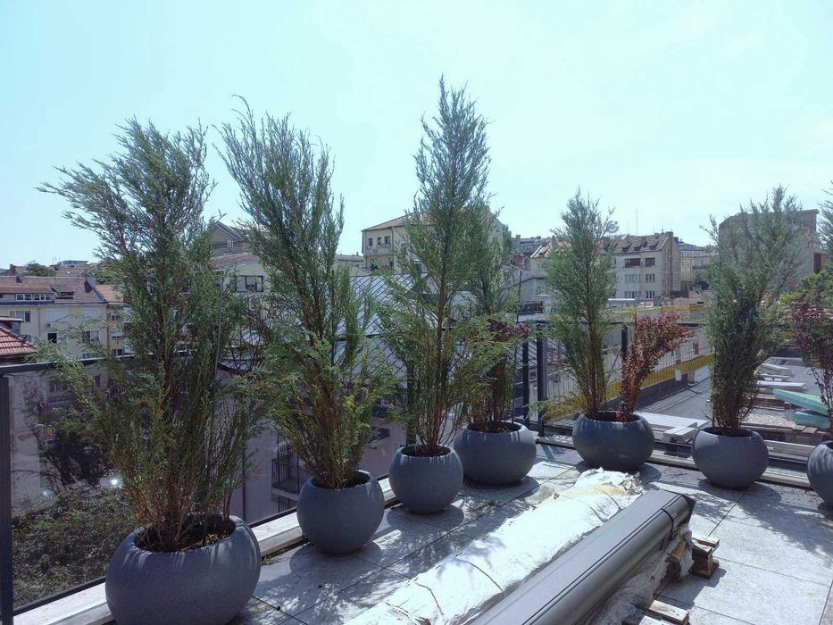 Хвойна „Синя Стрела" / Juniperus „Blue Arrow"