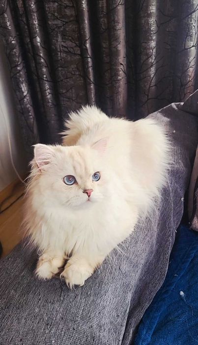 British longhair alb cu ochii albastri