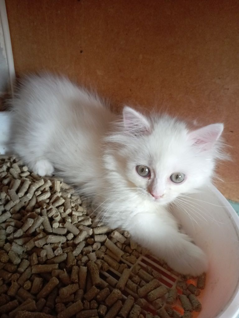Котёнок мальчик 2 мес.