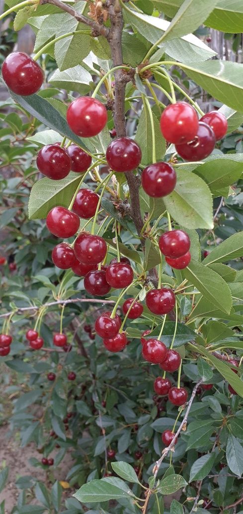 Продам вишню домашнюю