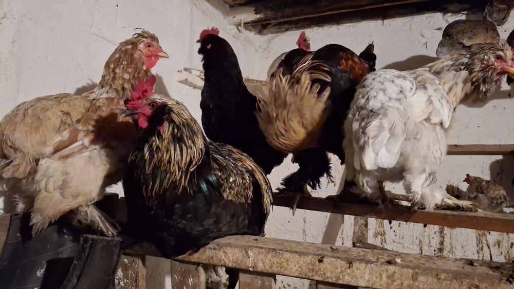 Gaini cocosi pitice motate zburlite barboase