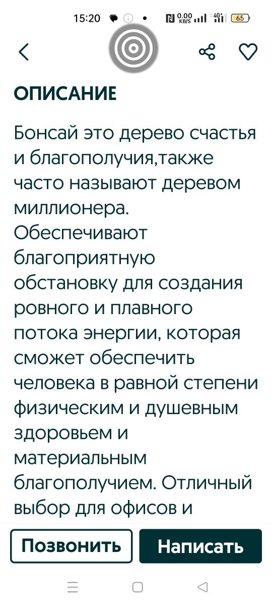 Комнатные цветы Бонсай 60 см 70 см 25 см